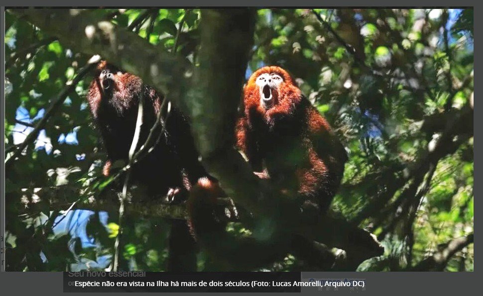 Espécie de primatas extinta por séculos reaparece, muda o futuro da Mata Atlântica e renova esperança de ativistas