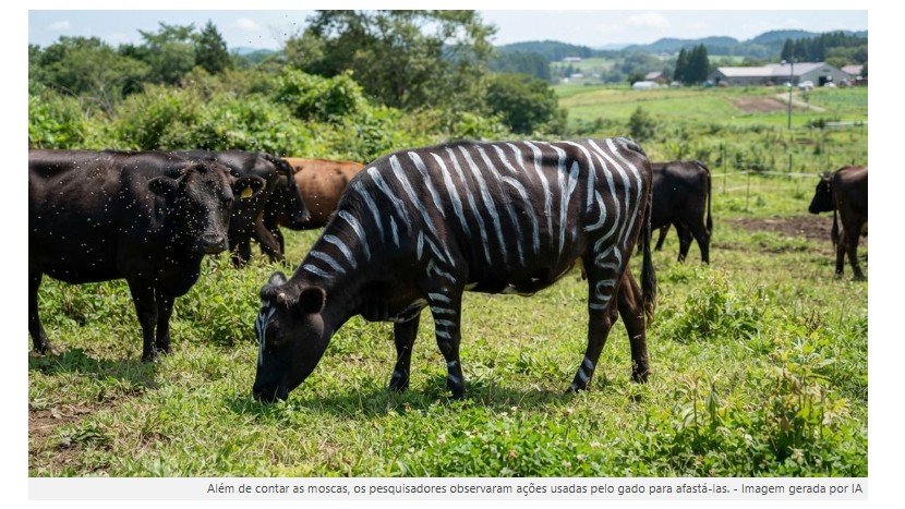 Cientistas pintaram vacas pretas com listras brancas para testar se as marcas das zebras afastam moscas picadoras, e as vacas pintadas atraíram 50% menos moscas, reforçando a teoria de que as zebras desenvolveram sua col