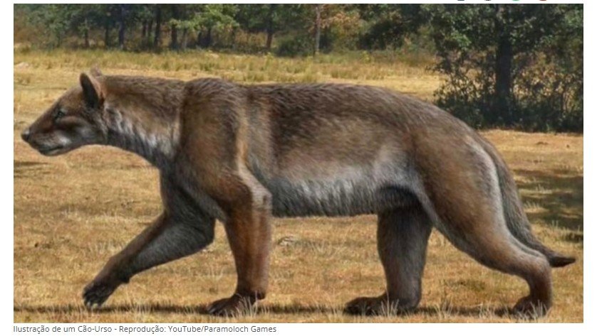 Nova espécie de “cão-urso” é descoberta após 16 milhões de anos