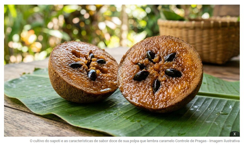 Essa fruta nativa tem sabor doce de pudim de caramelo e nasce em uma árvore de grande porte com sombra generosa para o quintal
