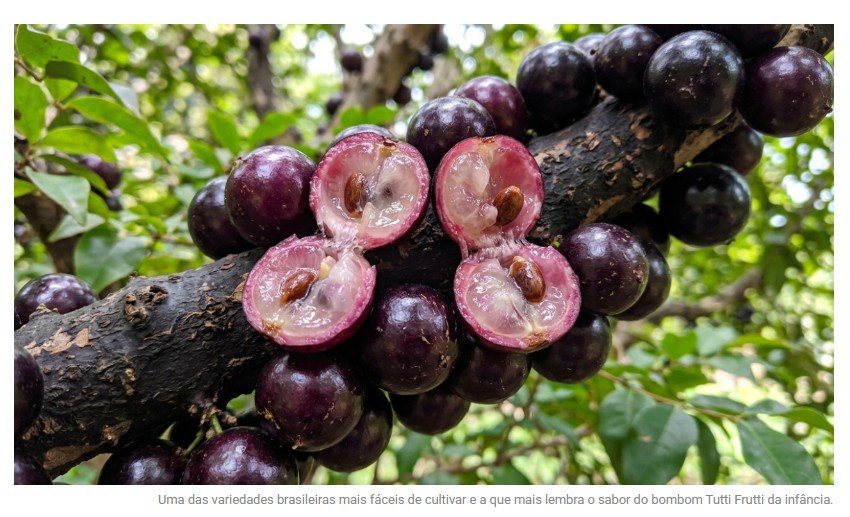 A fruta preta com gosto de chiclete de tutti frutti que cresce fácil no quintal e encanta as crianças, segundo agrônomos