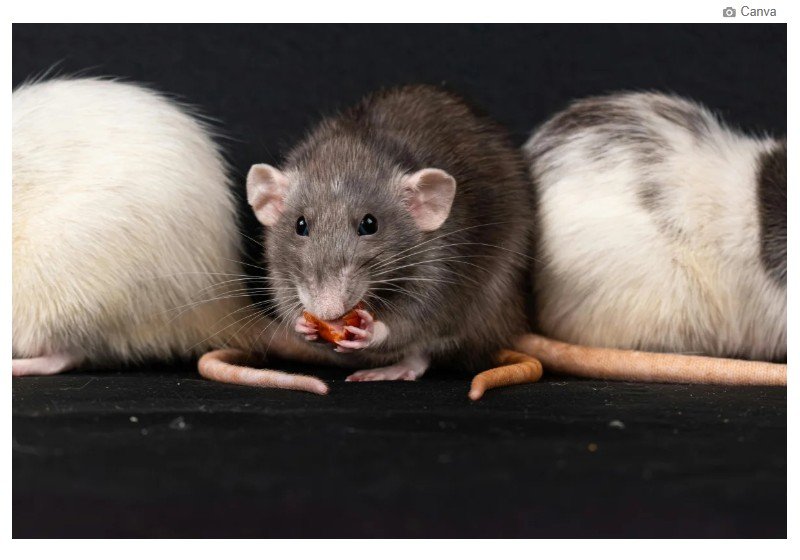 Como afastar ratos de casa sem colocar pets e crianças em risco