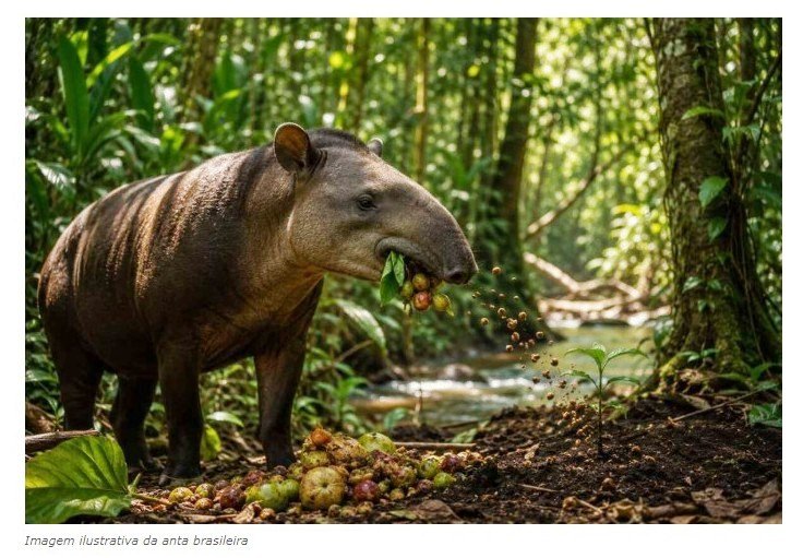 A anta come até 9 quilos por dia e devolve à floresta centenas de sementes prontas para germinar