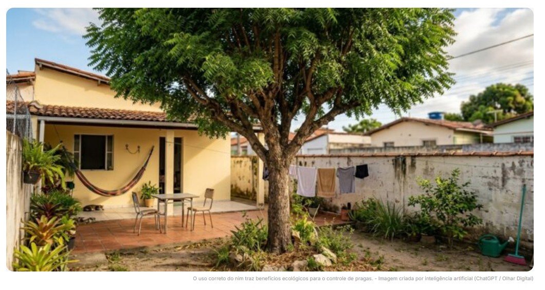 Cientistas da Embrapa calculam que uma árvore de neem adulta no quintal afasta até 200 espécies de insetos e reduz em até 3 °C a temperatura do cômodo mais próximo