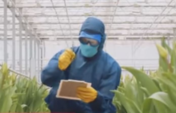 Será possível se comunicar com as plantas? Cientistas dizem que sim