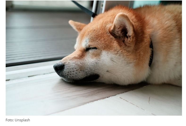 Famosa desenvolvedora da Dogecoin morre de câncer