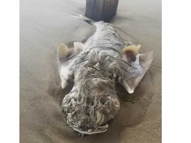 Criatura apodrecida parecida com uma gárgula é encontrada nos EUA