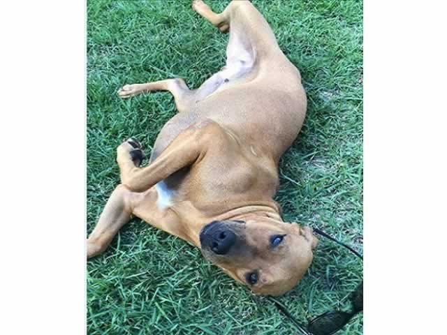 Por que os cachorros rolam na grama?