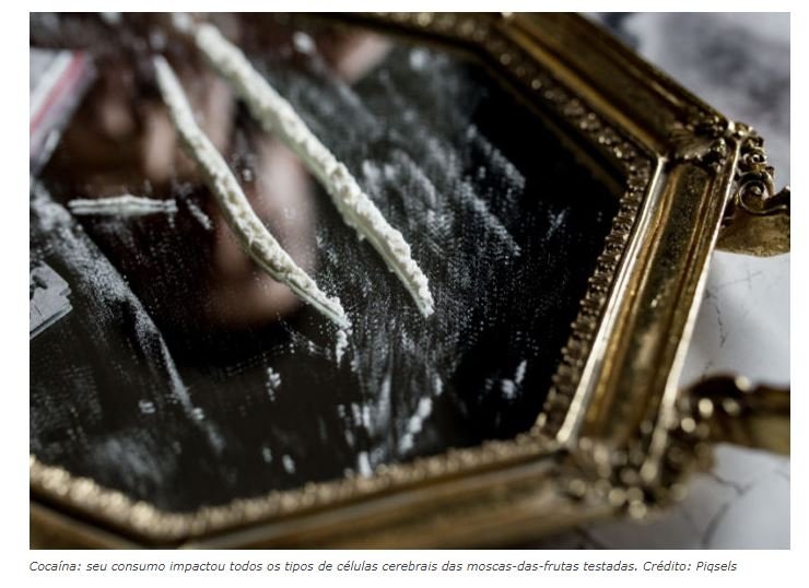 Cocaína no cérebro: pesquisa mostra impacto no nível celular