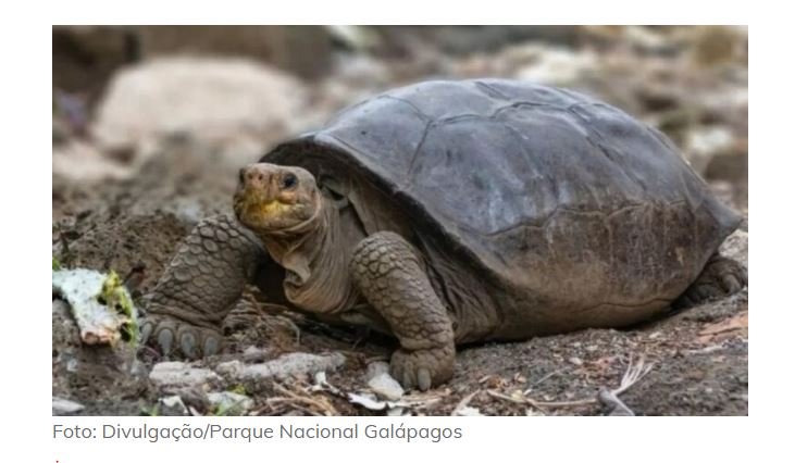 Tartaruga considerada extinta há 100 anos é encontrada no Equador