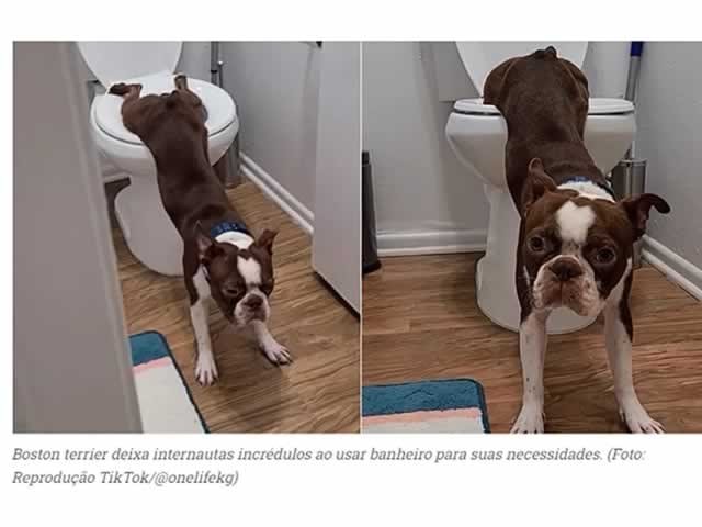 Cachorro é flagrado usando banheiro e vídeo recebe 31 milhões de views