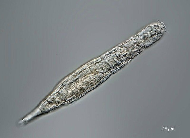 Cientistas reanimam rotíferos bdeloídeos congelados há 24 mil anos
