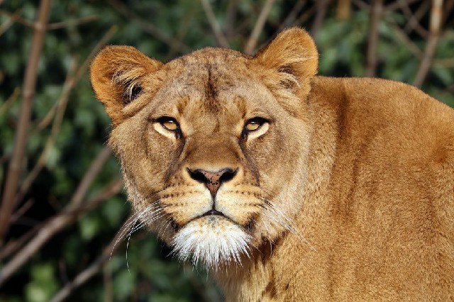 Após surto de coronavírus em zoológico na Índia, leoa morre de COVID