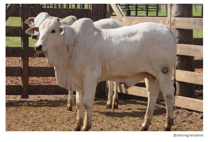 BEZERRO BATE R$ 16,60/KG E LIGA SINAL VERMELHO NA PECUÁRIA