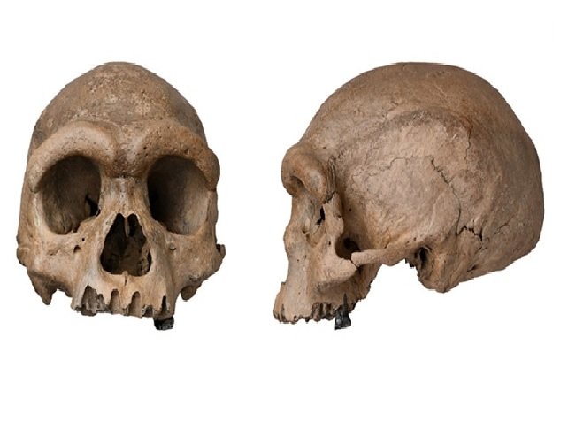 Crânio descoberto na China pode ser de nova espécie de ser humano