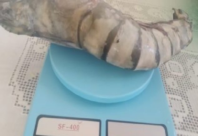 Camarão gigante’ com mais de 400g e cerca de 50 cm é fisgado por pescador