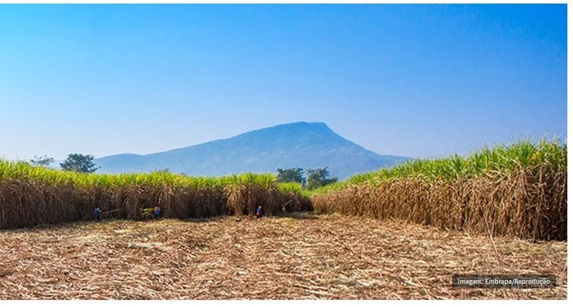 Cientistas convertem palha de cana em nanocristais fortes como aço