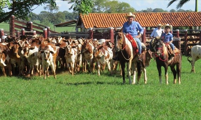 Criador revela origem do Nelore Pintado