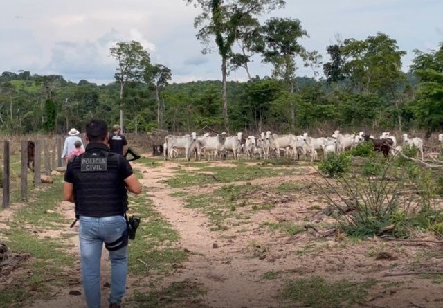 PJC de Colider recupera maior quantidade de gado furtado do município.