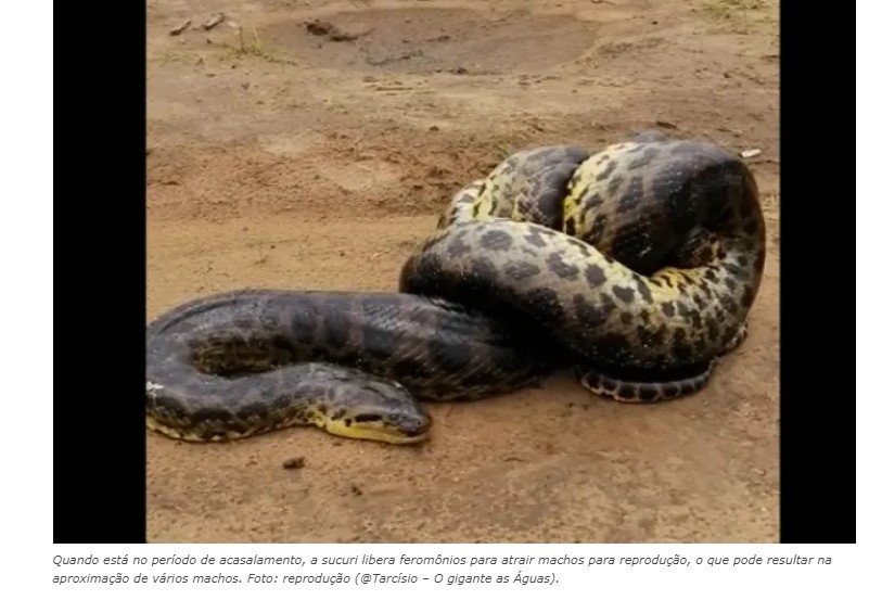 Belíssimo flagrante de cobra sucuri-verde em Mato Grosso
