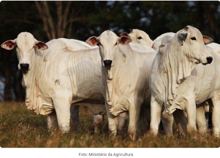 Dólar: embargo da China reflete nas exportações e arroba de carne bovina recua 1,51% em MT