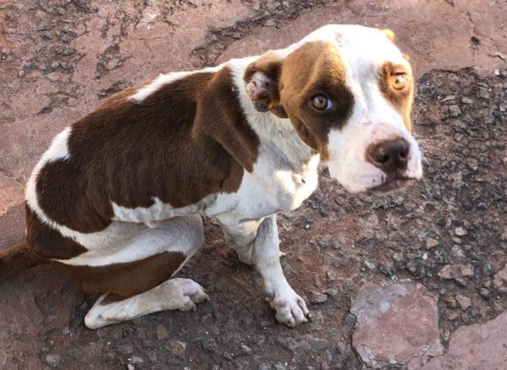 PM de Colíder encontra cão debilitado e com varejeira, após denuncia de maus tratos a animais.
