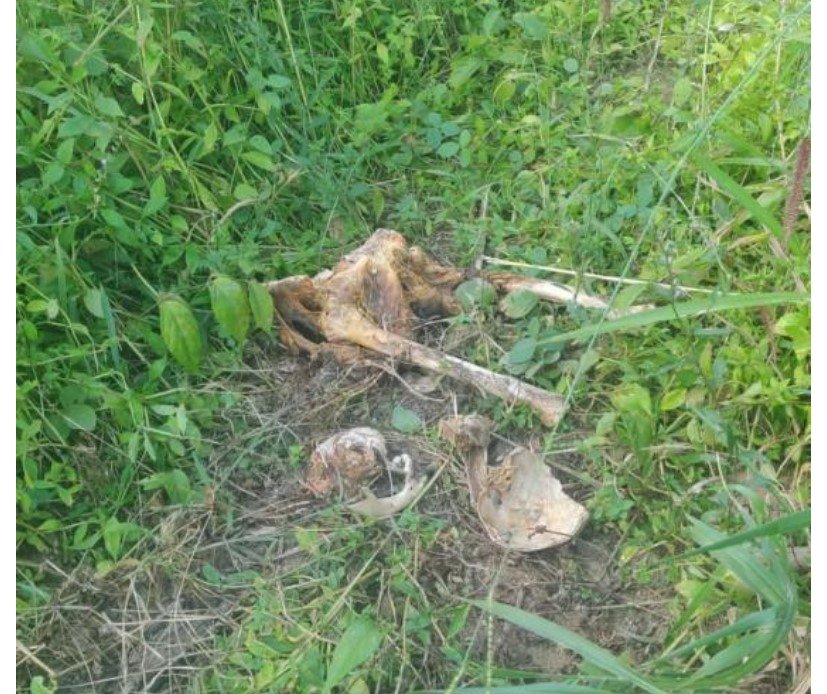 Polícia Civil localiza ossadas em cemitério clandestino em Peixoto de Azevedo MT (Fotos)