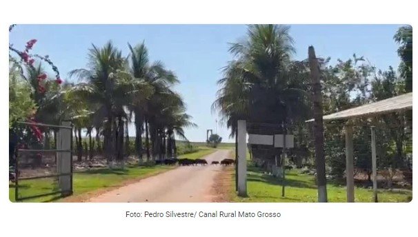 Porcos selvagens devastam lavouras de milho em MT
