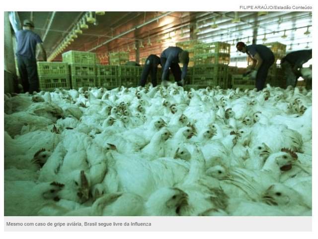 Ministério da Agricultura cria Centro de Emergência para controlar gripe aviária