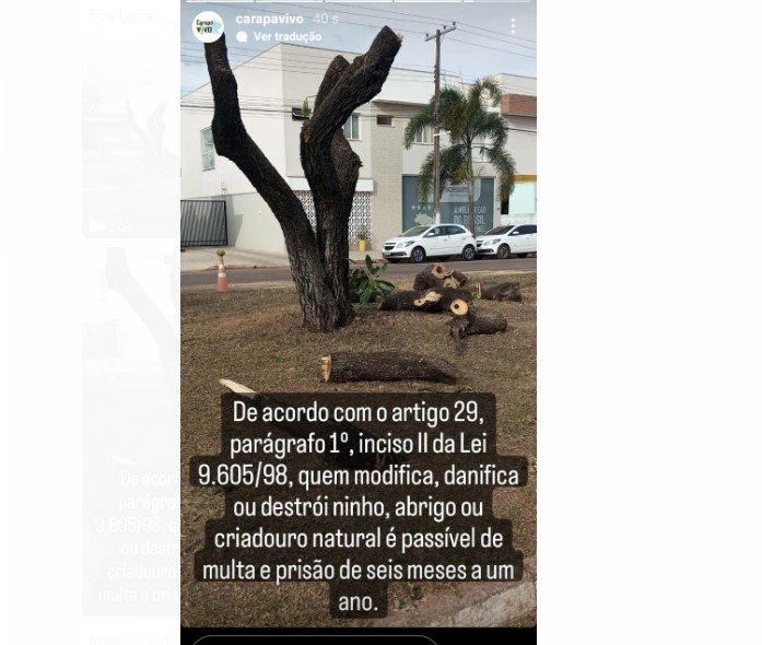 Prefeitura de Colíder comete crime ambiental podou as arvores deixando os periquitos desalojados. (Vídeo)