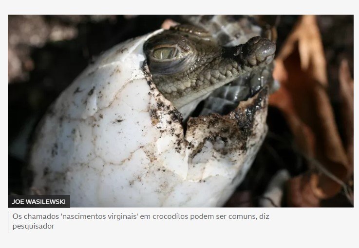 A crocodilo fêmea 'virgem' que gerou filhote sem participação de macho