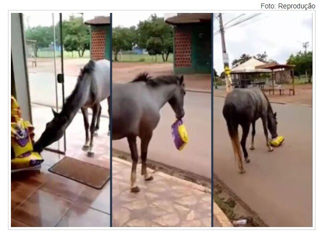 Égua invade pet shop e "furta" ração em Várzea Grande