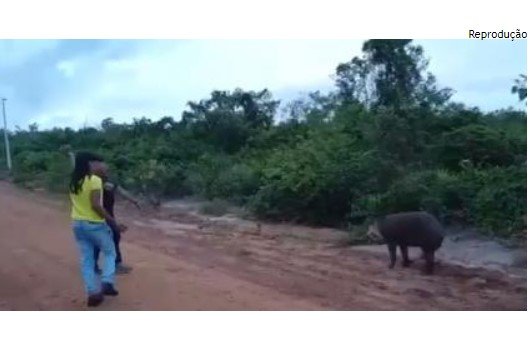 Vídeo mostra anta apedrejada até a morte por 3 pessoas