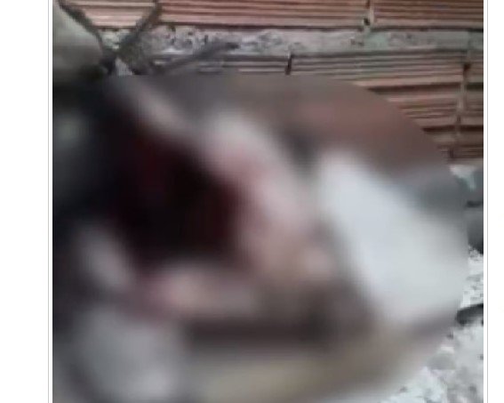 Vídeo mostra estragos deixados por “chupa-cabra da Guia”; veja