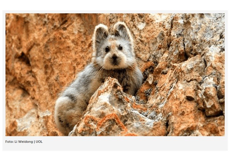 Espécie rara, pika entra para lista de animais em extinção; veja imagens
