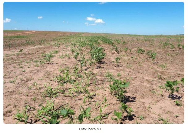 Produção de soja em MT já está suspensa por 90 dias