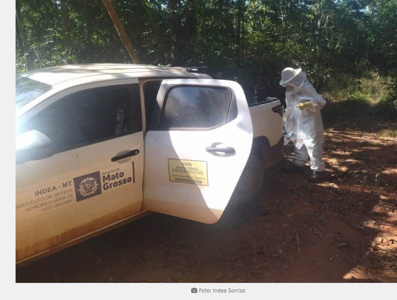 Indea apura mortalidade de abelhas em Sinop e Sorriso