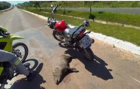 Mulher sofre acidente após colisão com porco-do-mato em Nova Canaã do Norte