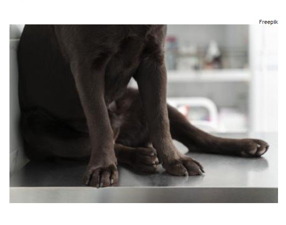 Polícia e Conselho de Veterinária investigam acusado de torturar e quebrar patas de cão