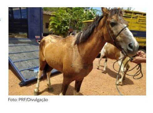 Prefeito na Paraíba autoriza leilão e morte de animais abandonados para consumo nas escolas