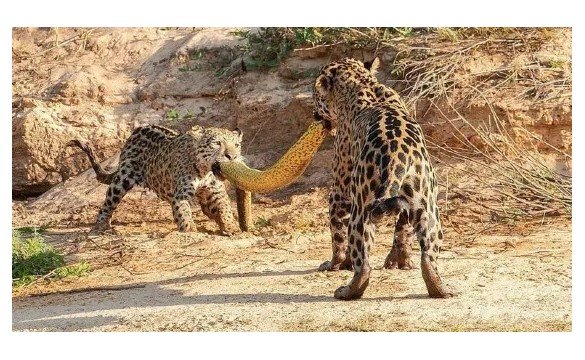 Onças-pintadas fazem 'cabo de guerra' com sucuri-amarela