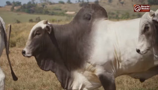 Vem ai o 28º Leilão Nelore Wama em Nova Canaã. (Vídeo)