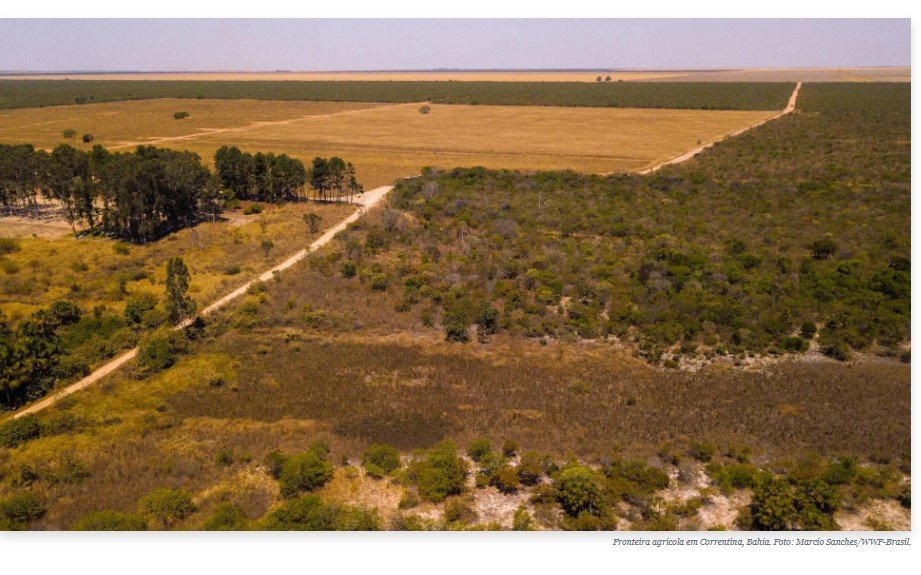 Para conter alta no desmatamento, governo dará início ao embargo remoto no Cerrado