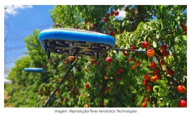 Drone com IA substitui humanos na colheita de frutas