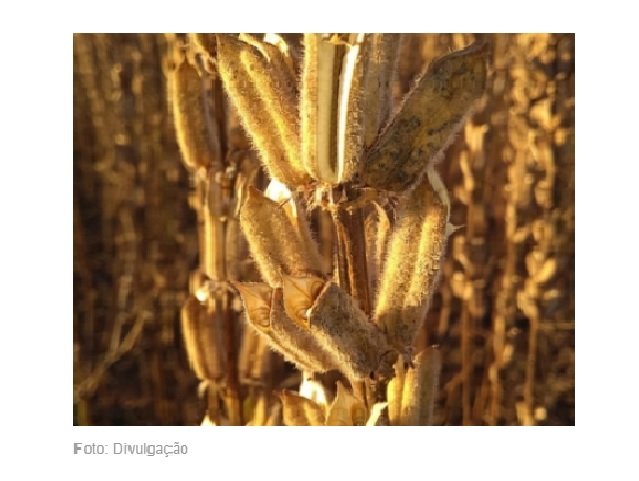 Mato Grosso ganha destaque na produção de gergelim com 60% da safra brasileira
