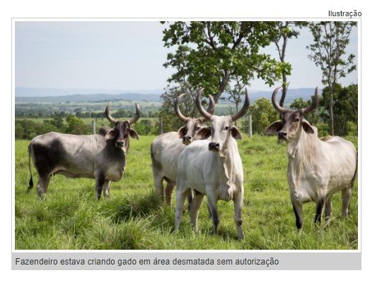 Pecuarista é preso por criar gado em área desmatada sem autorização