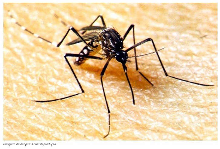Laboratório pede incorporação da vacina contra dengue no SUS