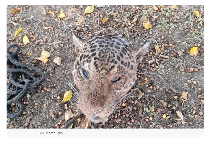 fotos: Polícia Civil prende em flagrante suspeito de matar onças-pintadas em ação conjunta com o Ibama