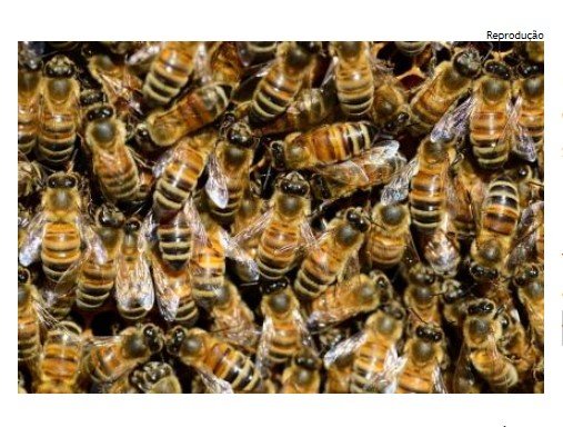 Homem morre após ser atacado por abelhas em fazenda de MT