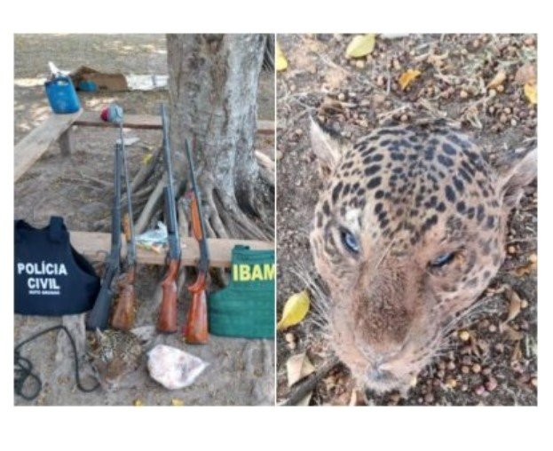 Caçador de onças em MT paga fiança e ganha liberdade em 24h